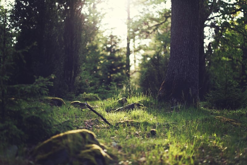 Mystical Clearing